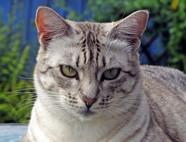 Cat Ocicat: aksara, baka standard, penerangan dan gambar