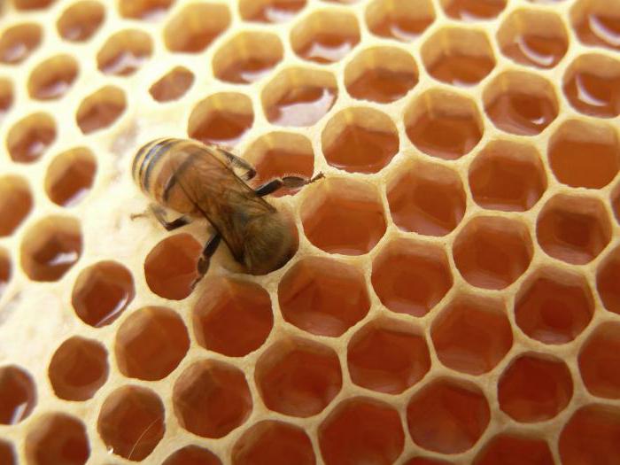méhkaptár