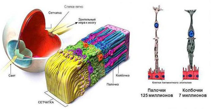 Retina Funkcija I Struktura Retine Funkcija Oka