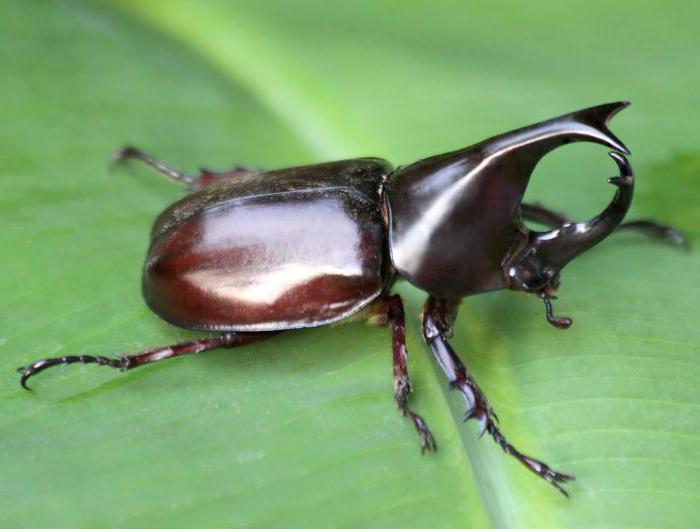Qizil gozallik katta kokrak bilan toshakda cums Joja pul evaziga jinsiy aloqa qilishni taklif qildi