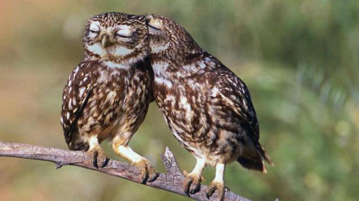 Pelbagai Jenis Burung Nama Penerangan Habitat