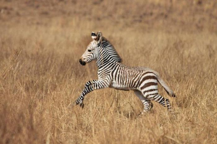 Zebra Young Habitat Dan Cara Hidup