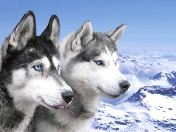 Bagaimana Untuk Menjaga Huskies Kandungan Apartmen Makanan