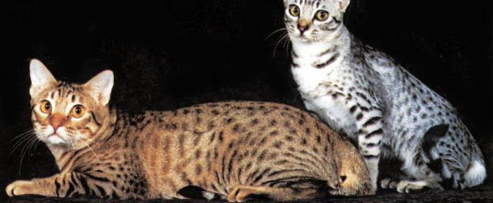 Cat Ocicat: aksara, baka standard, penerangan dan gambar