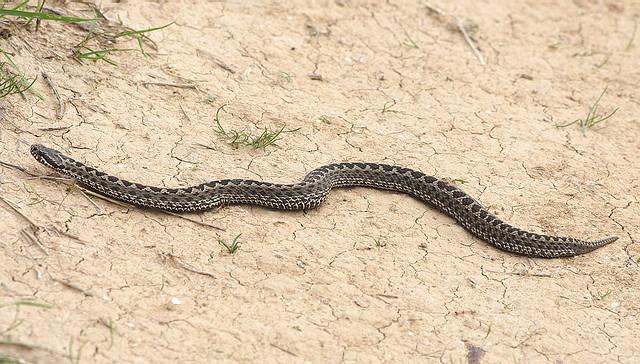 Ростов-на-Донудағы элиталық жезөкшелер