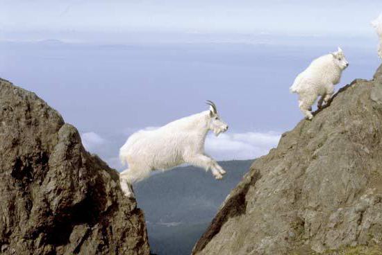 Mountain Goat Penerangan Habitat Fakta Menarik