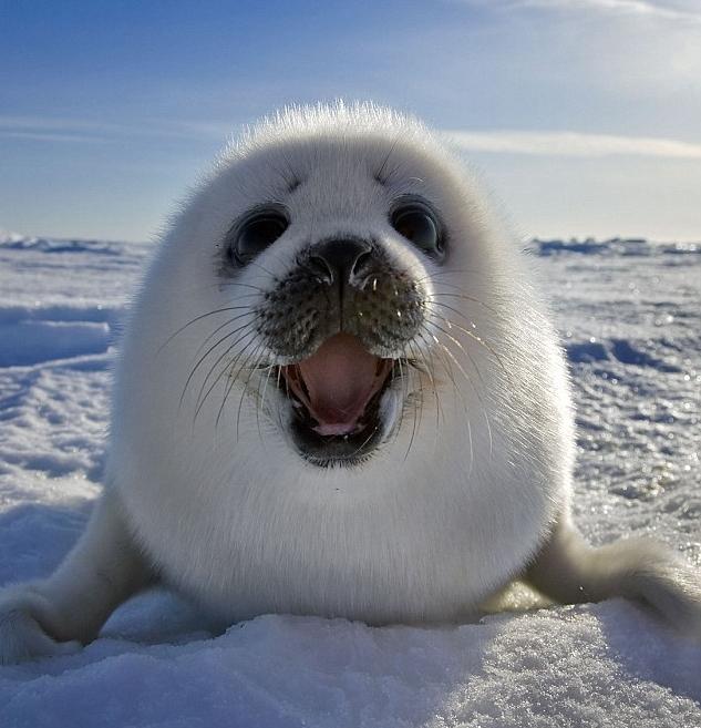 Ona va ogil ishtirokida rus porno filmlar Kim uzoqroqqa otishni organish uchun qizlar uchun musobaqa.