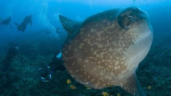 Mast rus jojasi eshakda qattiq sikilibdi. Sizning mushuklar shahvoniy sochingizni