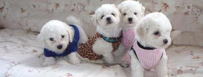 Kaliningradda erotik xizmatlar