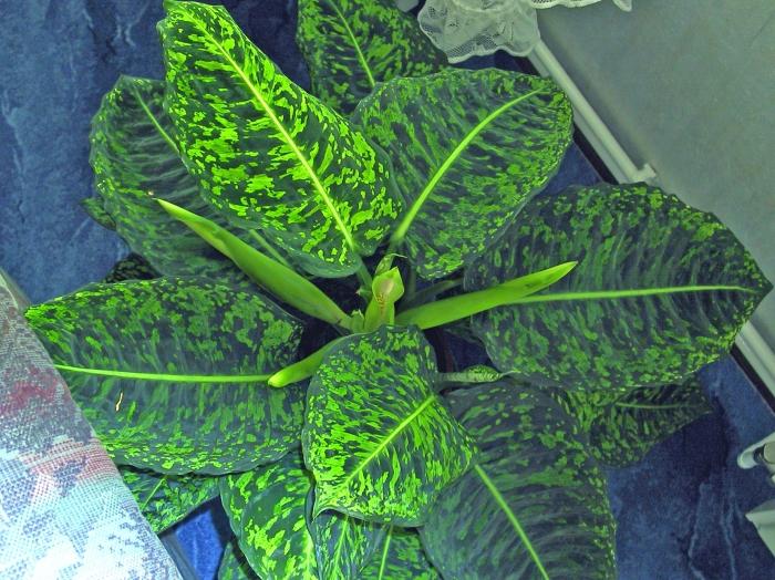 万年青 是否有可能守在家里是一个奇迹植物