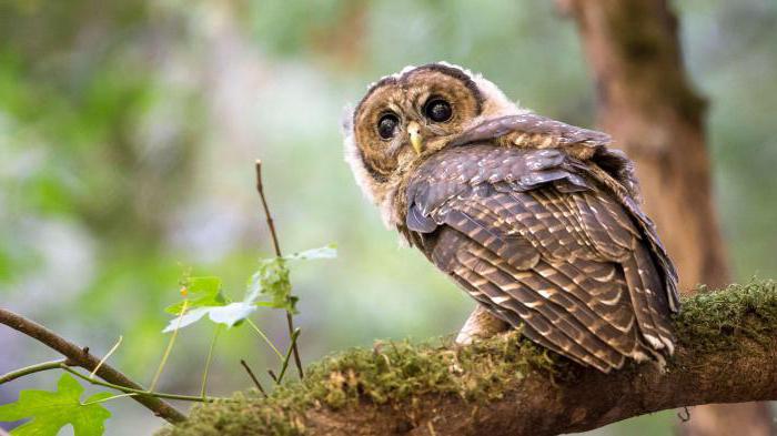 BBW HD порно видео онлайн