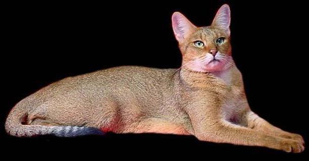 Ogirlangan shaxsiy uy qurilishi porno video