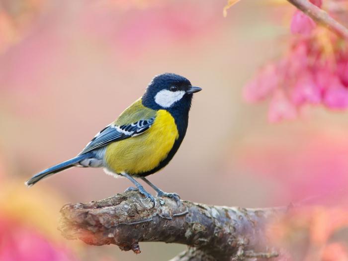 Қатаң киска hd