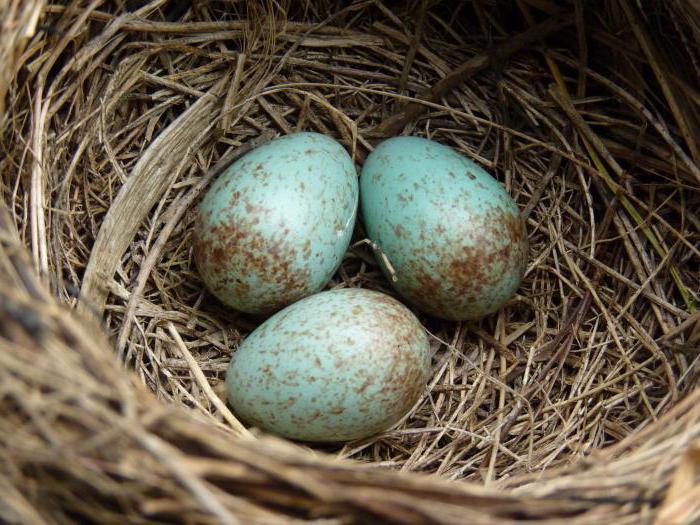 Cuckoo Biasa Huraian Dan Gambar