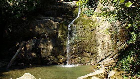 Писканы жырту бейне