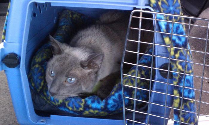 Birinchi marta roziligisiz anal porno