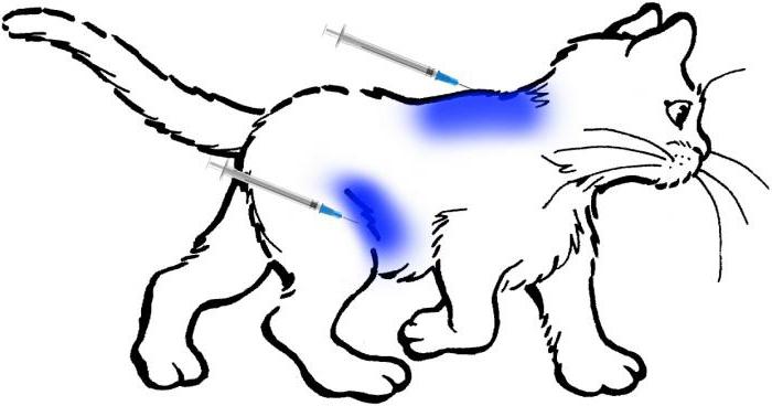 Kaltak eshakda sikilib ketdi