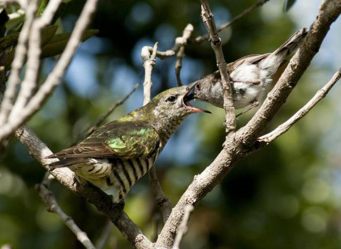 Үстелдің үстіндегі жопаны бляды