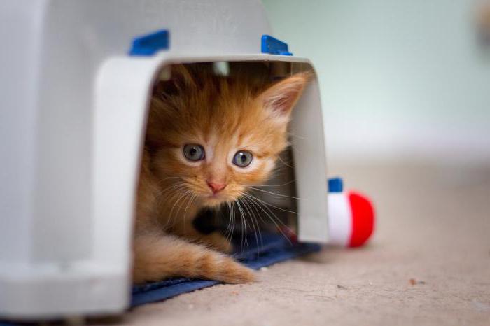 Bokira qizlarning porno kasting video