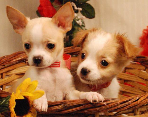Cum Să Aibă Grijă De Un Chihuahua Intreținere Educație Chihuahua