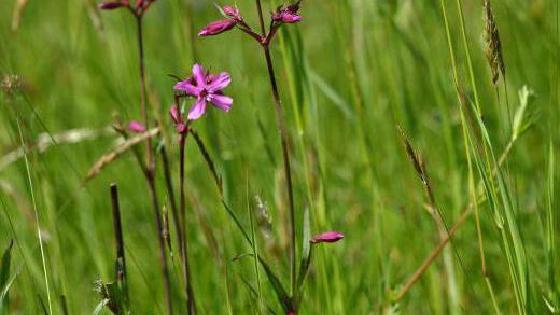 Порно гей қара нәсілді ақ жігіттерді