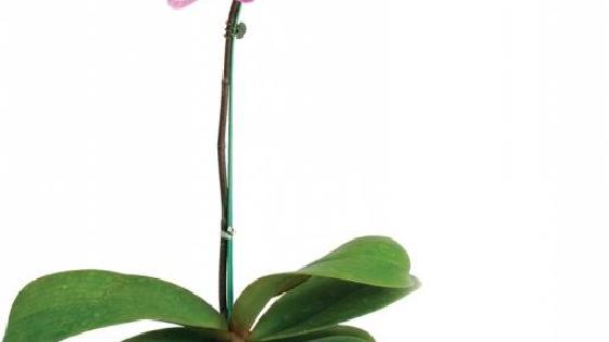 Үлкен сиськи жарқыл