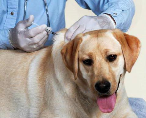 Yalangoch gozal osiyolik qizlar