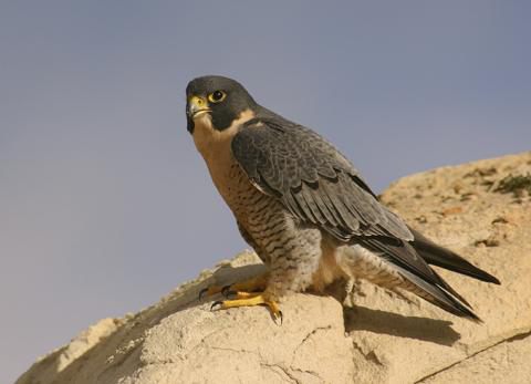 Peregrine Bird Penerangan Dan Gambar