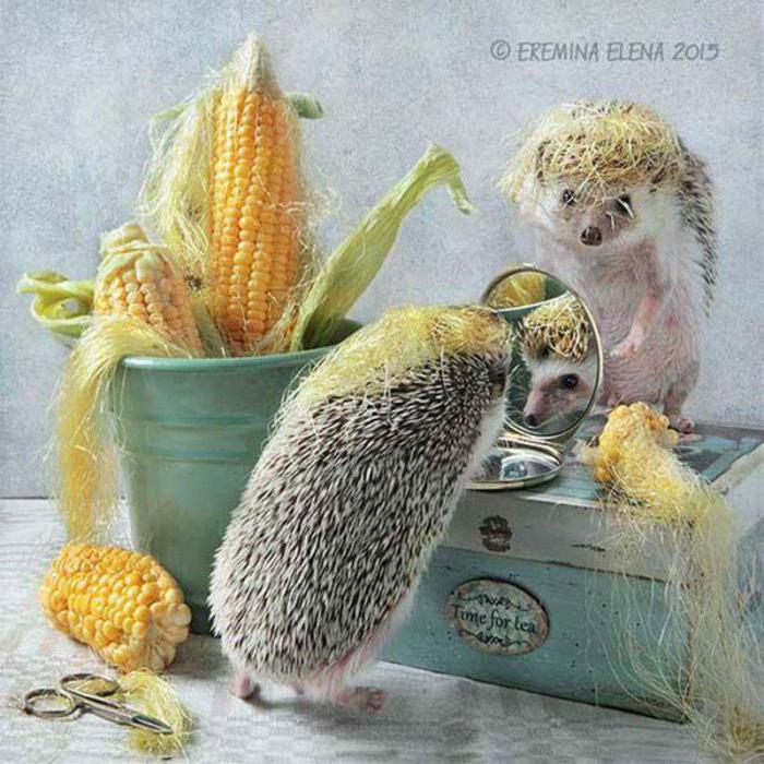 Ugglarda jinsiy aloqa