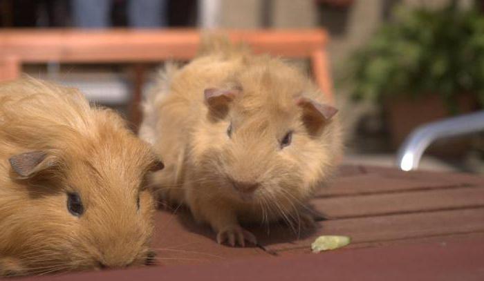 Шошқа сағатымен жыныстық қатынас Шошқа сағатымен жыныстық қатынас