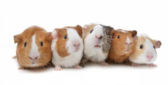 жас жұлдыру суреттері