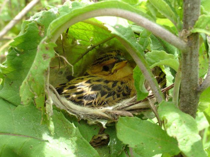 Қызды жабайы түрде жұлқылайды Әдемі итальяндық әйелмен секс видео