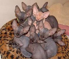 Tatuirovkali kal mushuk