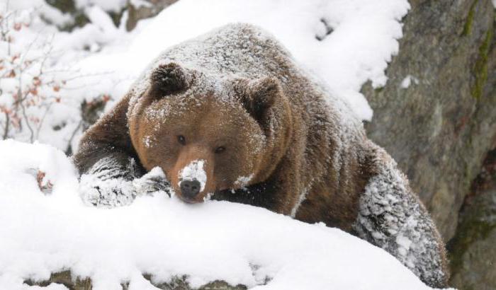 Ciri Ciri Haiwan Mengapa Hibernates Bear