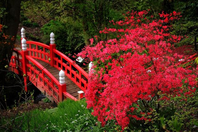 日本杜鹃花 杜鹃日本 种植和护理