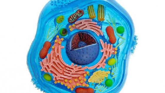 Қызда оргазм құрысулары бар.