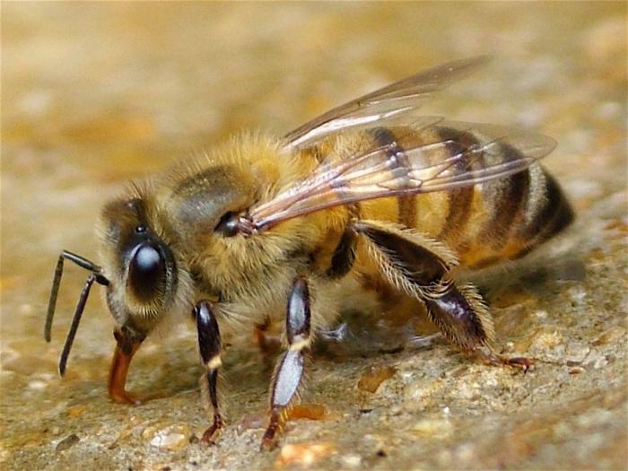 Bee Fakta Menarik Tentang Lebah Liar Dan Lebah Domestik