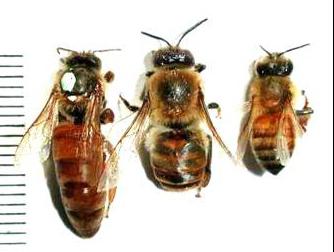 Lebah berkembang biak dengan cara