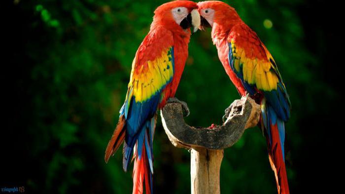 Penerangan Nuri Berombak Dan Lain Lain