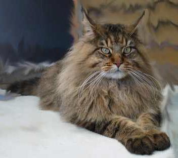 Olomon kamming porno