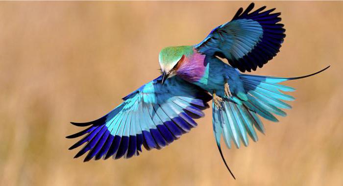 Порно ана екі жігітті қуантады