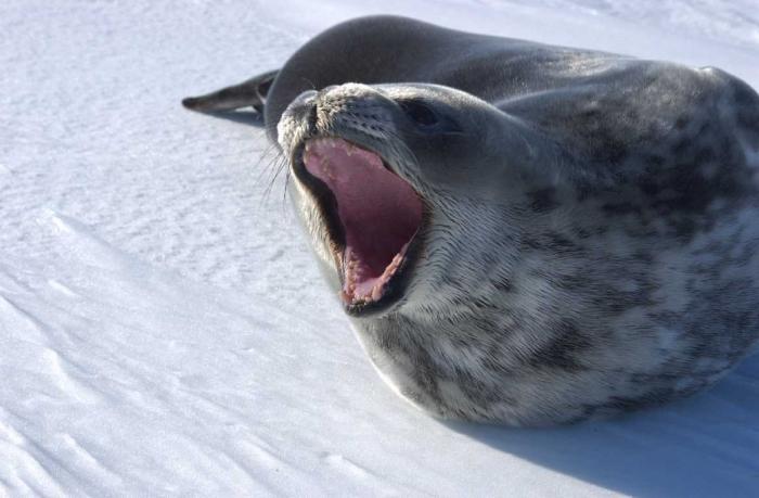 Moldova ayoli bilan uy qurilishi jinsiy aloqa Onlayn porno videoni tomosha qiling 2 kaltak