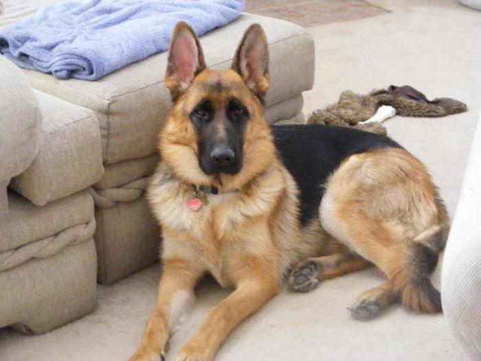 Apabila Telinga Akan Berdiri Gembala Jerman Pencegahan Dan Rawatan