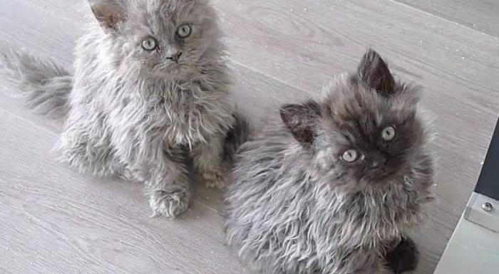 Juda yumshoq jinsiy aloqa uy qurilishi orgazm