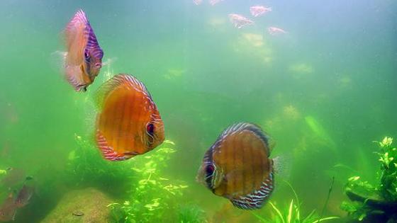 Qiz bir necha marta hol boladi