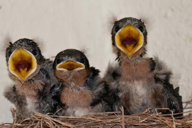 Жыныстық балапандар