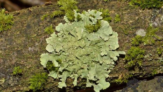 Jinsiy olatni pastga egilgan jinsiy muammolar Porno video toliq hd