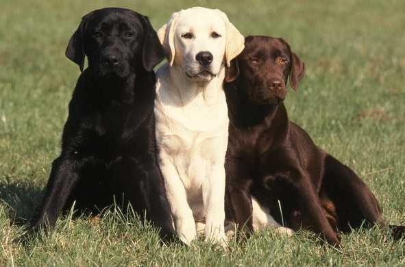 Anjing Labrador Ciri Ciri Baka Dan Penjagaan Binatang