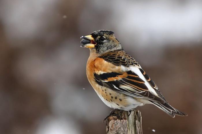 Burung Nomad Siapa Mereka Burung Terbang Ke Kawasan Yang Lebih Panas