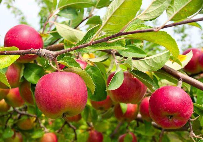 التفاح ايلينا أبل وصفه لرعاية شجرة